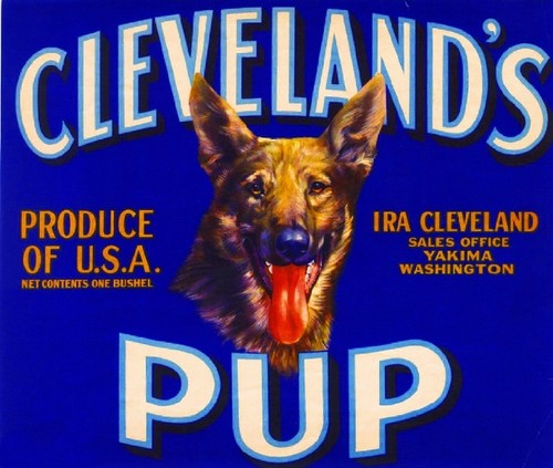 Yakima cleveland pup german - pup,